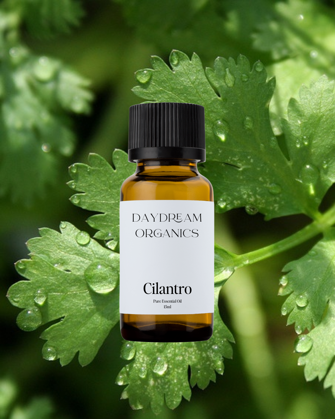 Our uncertified organic Cilantro (Coriandrum sativum) essential oil has a fresh, green, herbaceous aroma with subtle citrus and spice-like undertones—bright, cleansing, and slightly sweet.

Emotionally and energetically, Cilantro is known for its cleansing and clarifying properties, helping to release mental clutter, support emotional detox, and encourage a sense of lightness and renewal. It’s a refreshing ally for both body and mind.