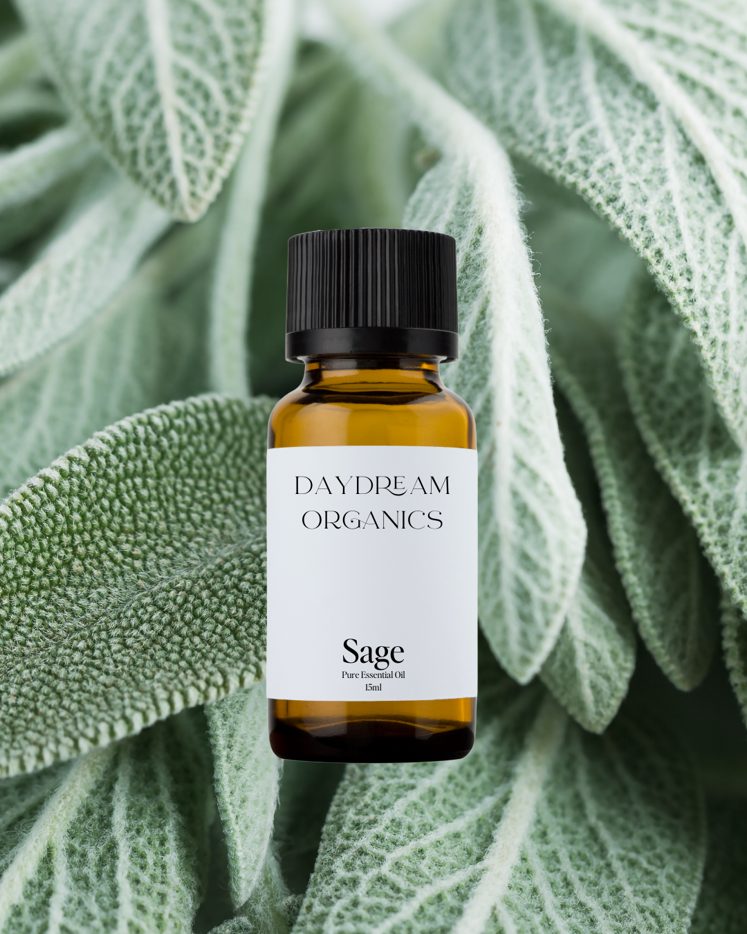 Our uncertified organic Sage essential oil offers a strong, herbaceous, and slightly camphorous aroma with crisp, earthy undertones—clean, clarifying, and deeply aromatic.

Emotionally and energetically, Sage is purifying, strengthening, and mentally uplifting, traditionally used to clear stagnant energy, enhance focus, and support a sense of clarity, renewal, and protective grounding.