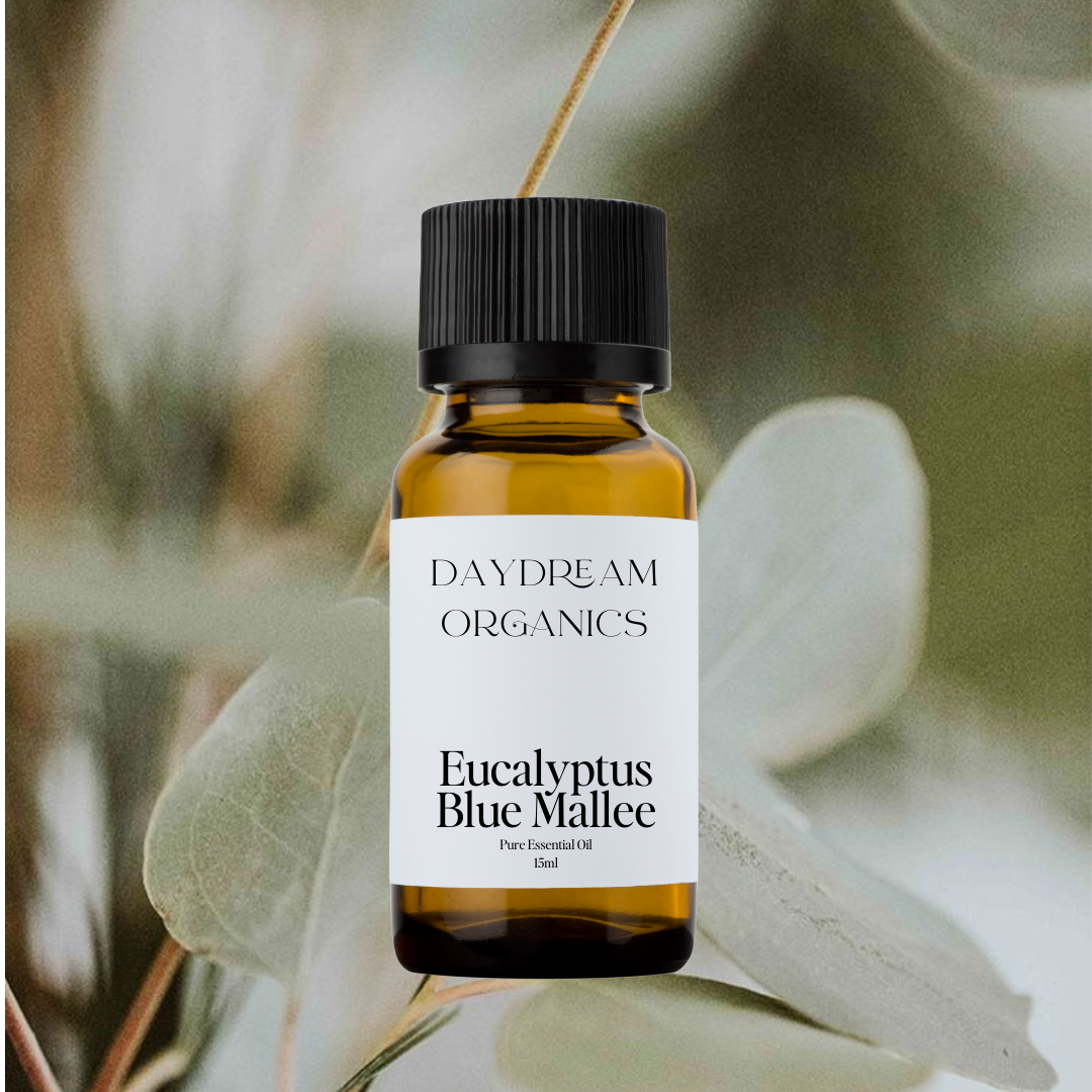Our ethically wildcrafted Eucalyptus Blue Mallee essential oil is steam distilled from the Eucalyptus polybractea trees that originate in the forests of Australia. Eucalyptus Blue Mallee offers a refreshing, invigorating, camphorous and herbaceous aroma.

Emotionally and energetically, Eucalyptus Blue Mallee is known to be calming, relaxing and sensually stimulating. 