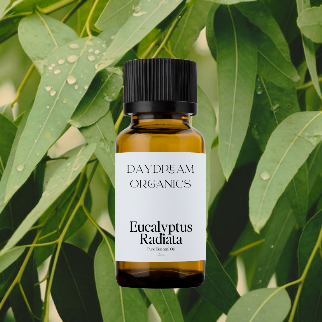 Our uncertified organic Eucalyptus Radiata essential oil is steam distilled from the Eucalyptus radiata tree that originates in Southwestern Australia. Eucalyptus Radiata offers a mild, refreshing, subtle citrus, peppery and floral aroma. 

Emotionally and energetically, Eucalyptus Radiata is soothing, uplifting and can help foster a sense of emotional fortitude. 