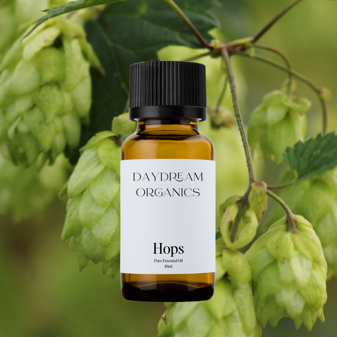 Our uncertified organic Hops essential oil offers a floral, herbaceous, bitter aroma. Hops are commonly known for their role in beer brewing. 

Emotionally and energetically, Hops are uplifting, relaxing, energizing and motivating. 