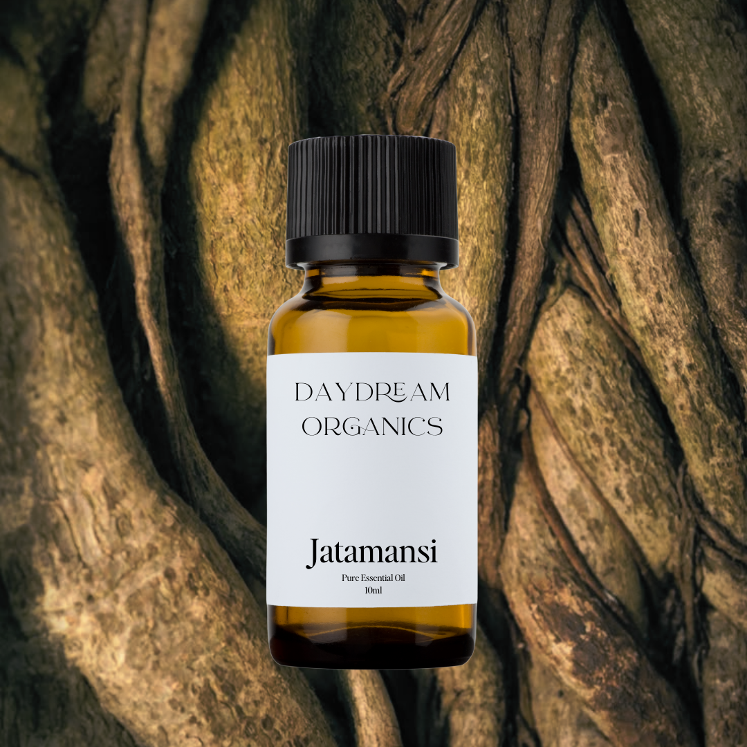 Our uncertified organic&nbsp;Jatamansi (Spikenard) essential oil has been valued for many centuries in Ayurveda and has traditionally been used to anoint people. Jatamansi (Spikenard) offers an earthy, woody, musty aroma.

Emotionally and energetically, Jatamansi (Spikenard) is soothing, balancing and calming.