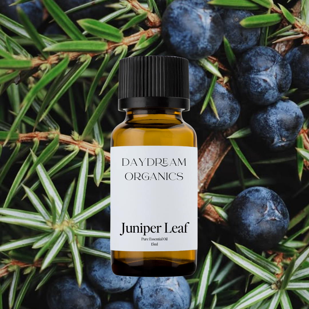 Our ethically wildcrafted Juniper Leaf essential oil offers a clean, crisp, and green aroma with fresh woody and slightly camphorous undertones.

Emotionally and energetically, Juniper Leaf is cleansing, clarifying, and fortifying, traditionally used to clear stagnant energy, uplift the spirit, and encourage a sense of renewal, protection, and grounded clarity.