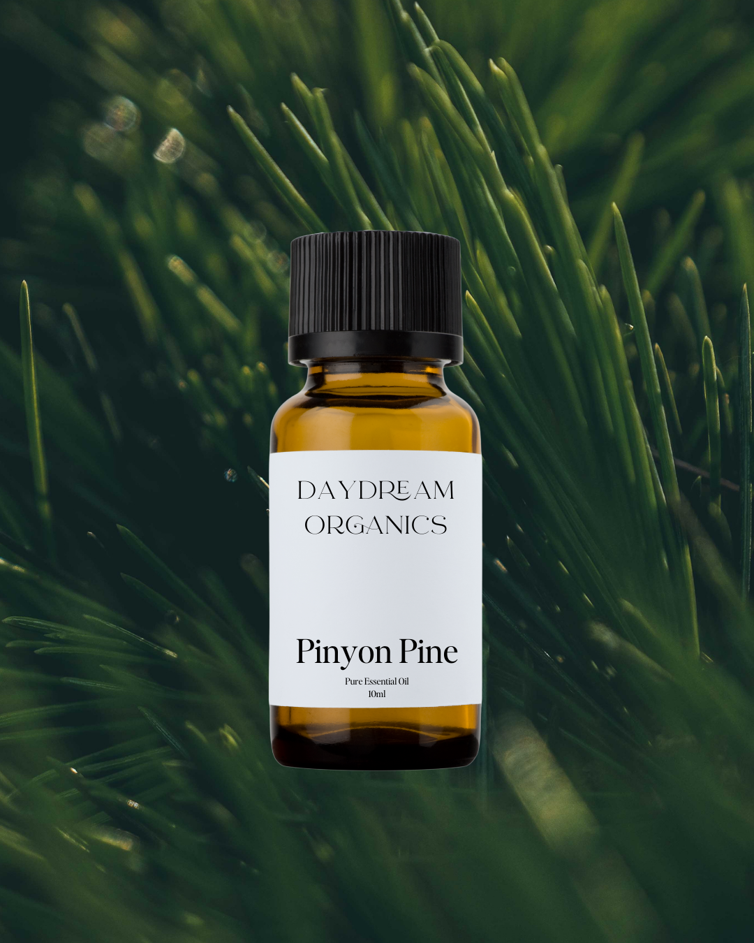 Our ethically wildcrafted Pinyon Pine essential oil offers a rich, resinous, and slightly sweet aroma with warm, earthy undertones.

Emotionally and energetically, Pinyon Pine is cleansing, grounding, and revitalizing, traditionally used to clear stagnant energy.
Emotionally and energetically, Pinyon Pine is cleansing, grounding, and revitalizing, traditionally used to clear stagnant energy, support emotional renewal, and foster a sense of strength, clarity, and connection to the land.