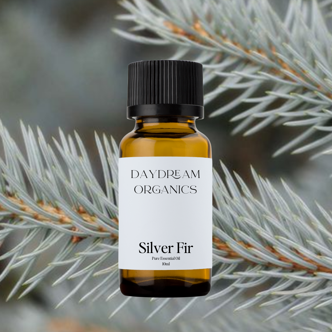 Our uncertified organic Silver Fir essential oil features a clean, crisp, and slightly sweet pine aroma with soft, woody undertones.

Emotionally and energetically, Silver Fir is refreshing, grounding, and uplifting, traditionally used to clear mental fatigue, support deep breathing, and encourage a sense of renewal, clarity, and calm strength.