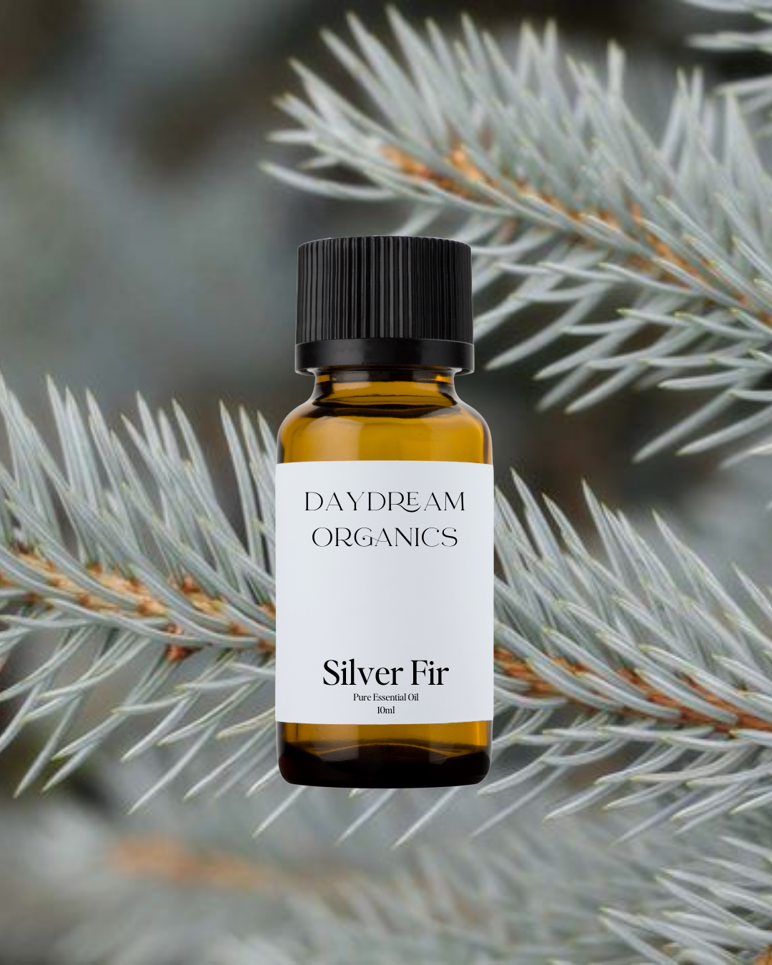 Our uncertified organic Silver Fir essential oil features a clean, crisp, and slightly sweet pine aroma with soft, woody undertones.

Emotionally and energetically, Silver Fir is refreshing, grounding, and uplifting, traditionally used to clear mental fatigue, support deep breathing, and encourage a sense of renewal, clarity, and calm strength.
