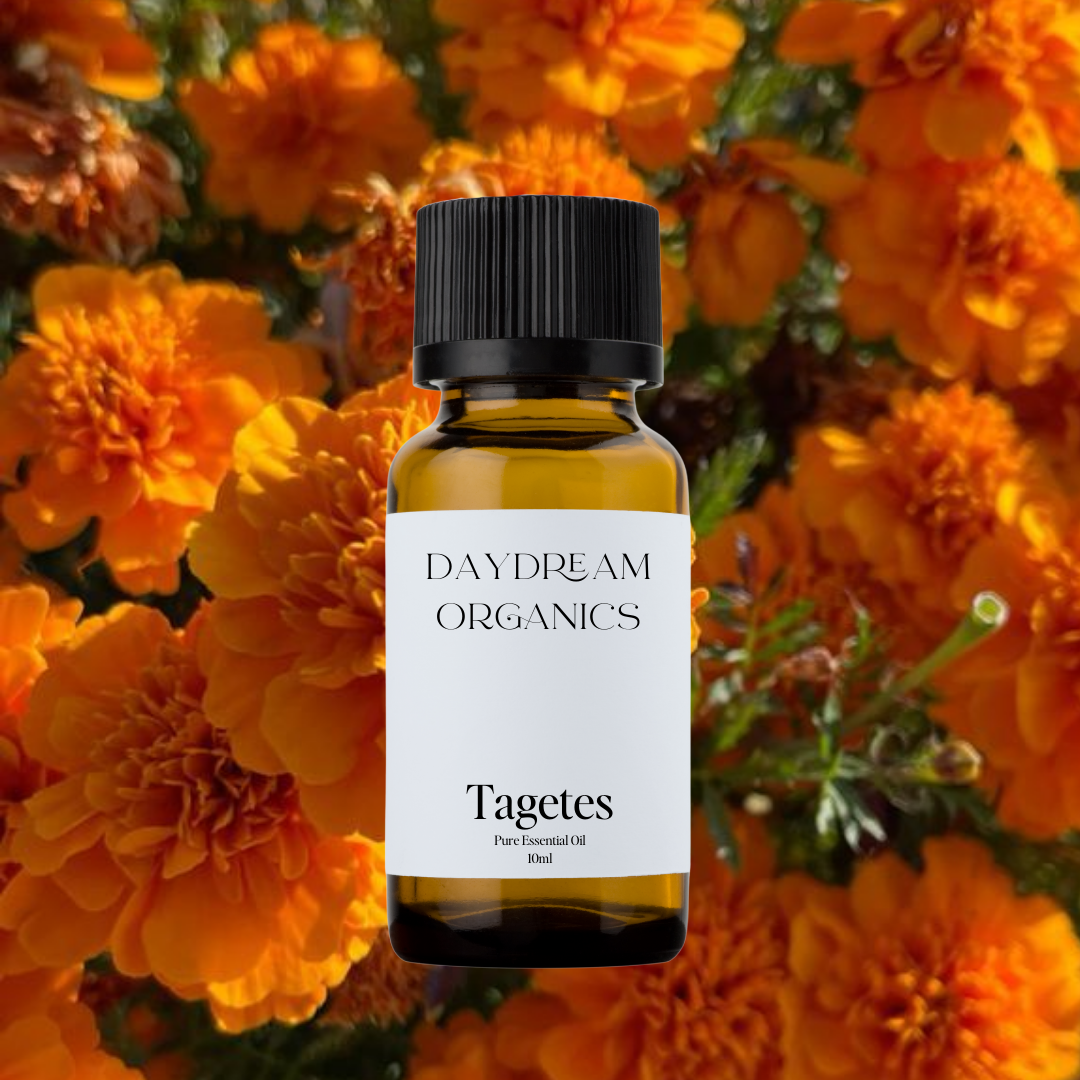 Our ethically wildcrafted Tagetes essential oil offers a strong, warm, sweet, herbaceous aroma with fruity undertones.