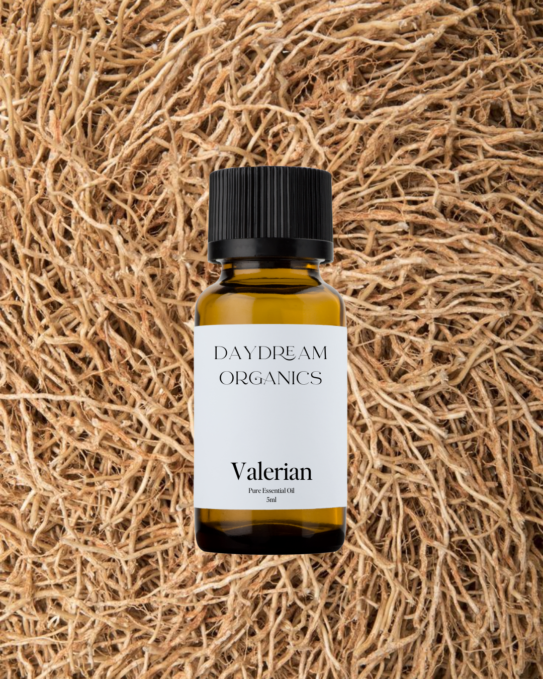 Our uncertified organic Valerian essential oil has a deep, earthy, and musky aroma with strong, grounding notes that reflect its potent calming and sedative nature.

Emotionally and energetically, Valerian is deeply relaxing, anchoring, and restorative, traditionally used to ease nervous tension, support restful sleep, and promote a sense of inner stillness and emotional release.