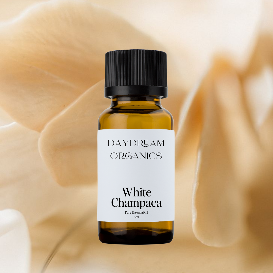 Our uncertified organic White Champaca essential oil offers a sweet, floral, honey and slightly spicy aroma with undertones of green tea.&nbsp;