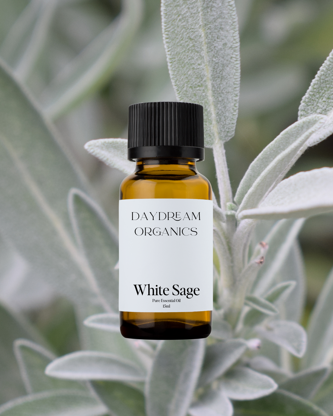 Our uncertified organic White Sage essential oil offers a strong, earthy, and camphorous aroma with crisp, herbaceous undertones, traditionally revered for its cleansing and purifying properties.

Emotionally and energetically, White Sage is clarifying, grounding, and protective, often used to clear negative energy, enhance focus, and create a sense of sacred space and spiritual renewal.