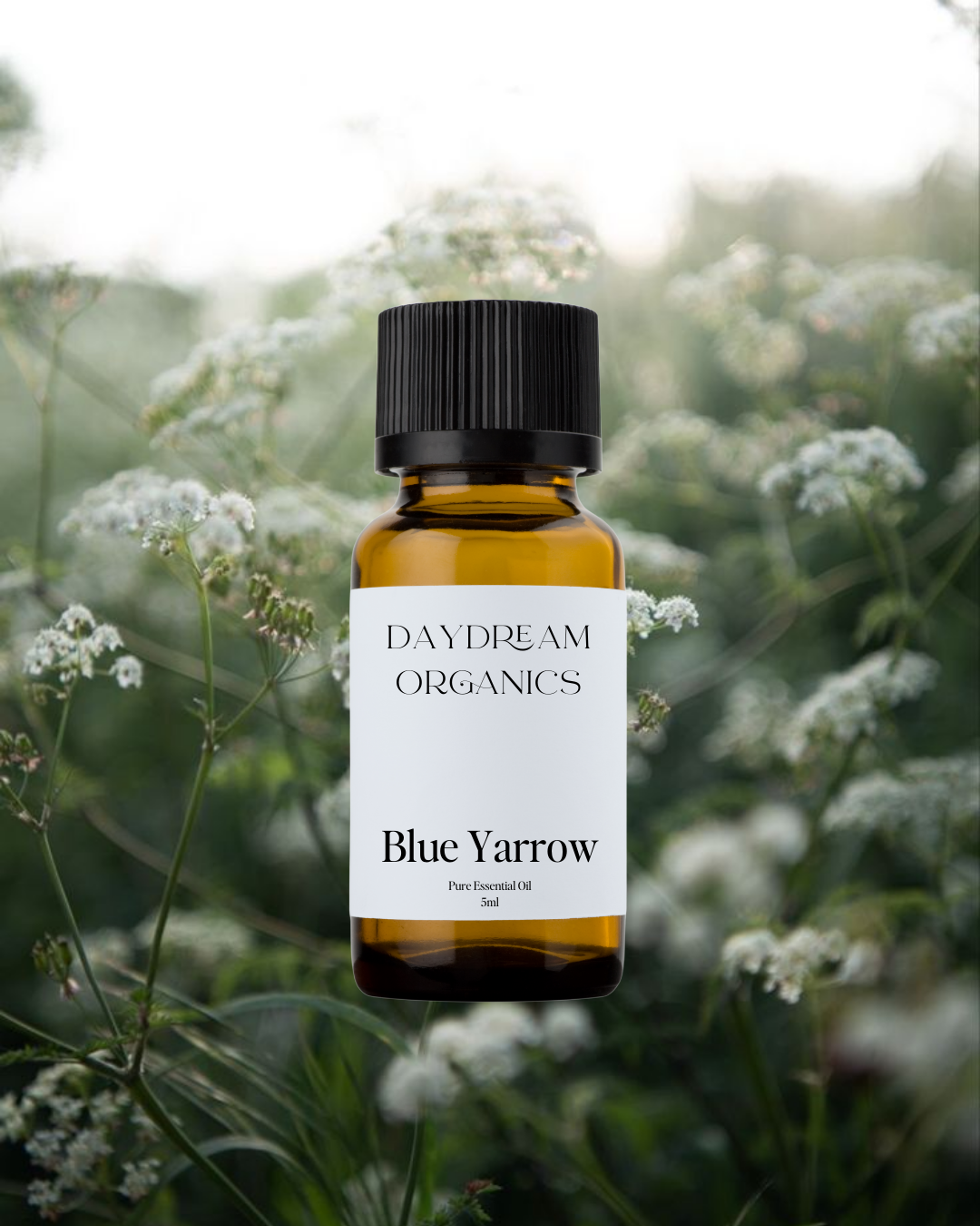 Our uncertified organic Yarrow (Blue) essential oil features a herbaceous, sweet, and slightly camphorous aroma with subtle earthy and floral undertones.

Emotionally and energetically, Blue Yarrow is protective, balancing, and calming, often used to strengthen energetic boundaries, ease emotional tension, and support a sense of inner harmony and resilience.