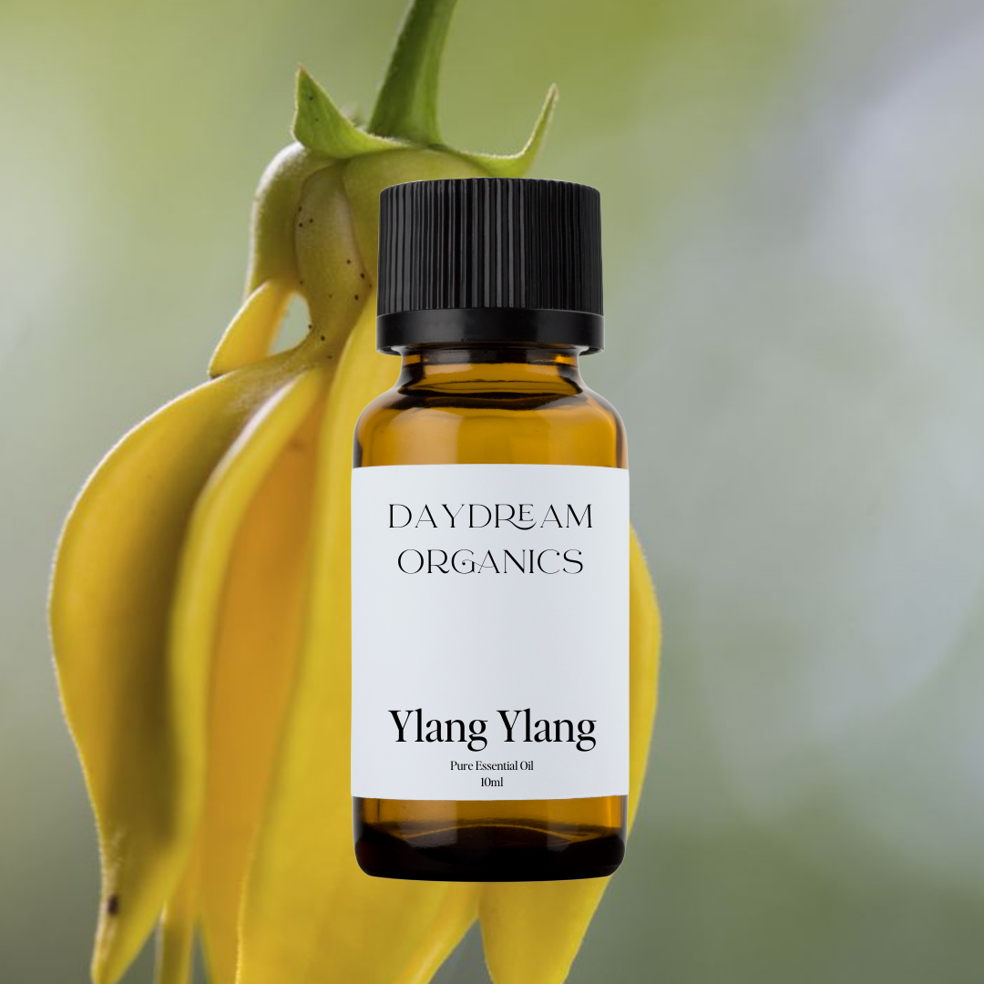 Our uncertified organic Ylang Ylang essential oil offers an intensely sweet, floral, fruity, woody, slightly spicy aroma.&nbsp;